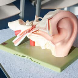 Model of the hearing system