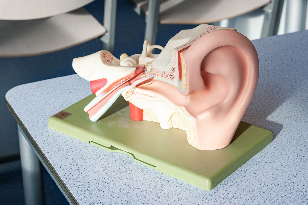 Model of the hearing system. 