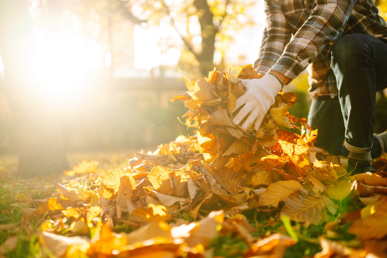 Close up of hands scooping up autumn leaves